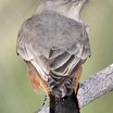Say's Phoebe
